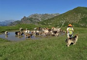 01 Fa gran caldo! La mucche si rinfrescano nella bella pozza (2050 m circa) al colletto per il monte Avaro .